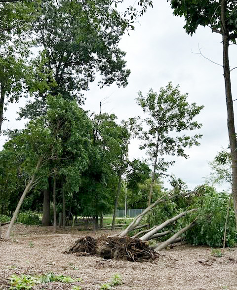 Trees toppled over due to storm damage.